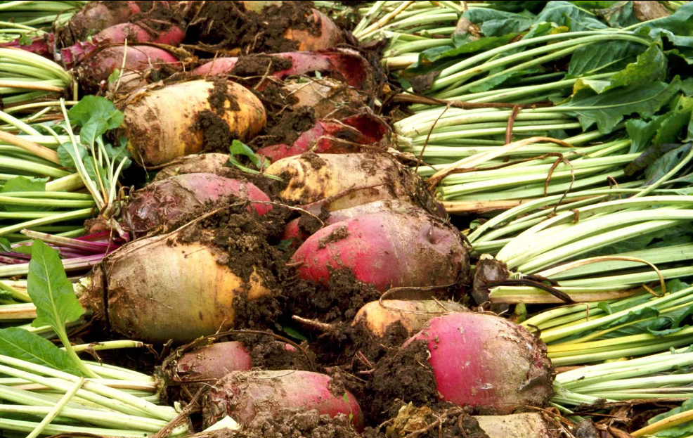 resources_page.sugar_beet